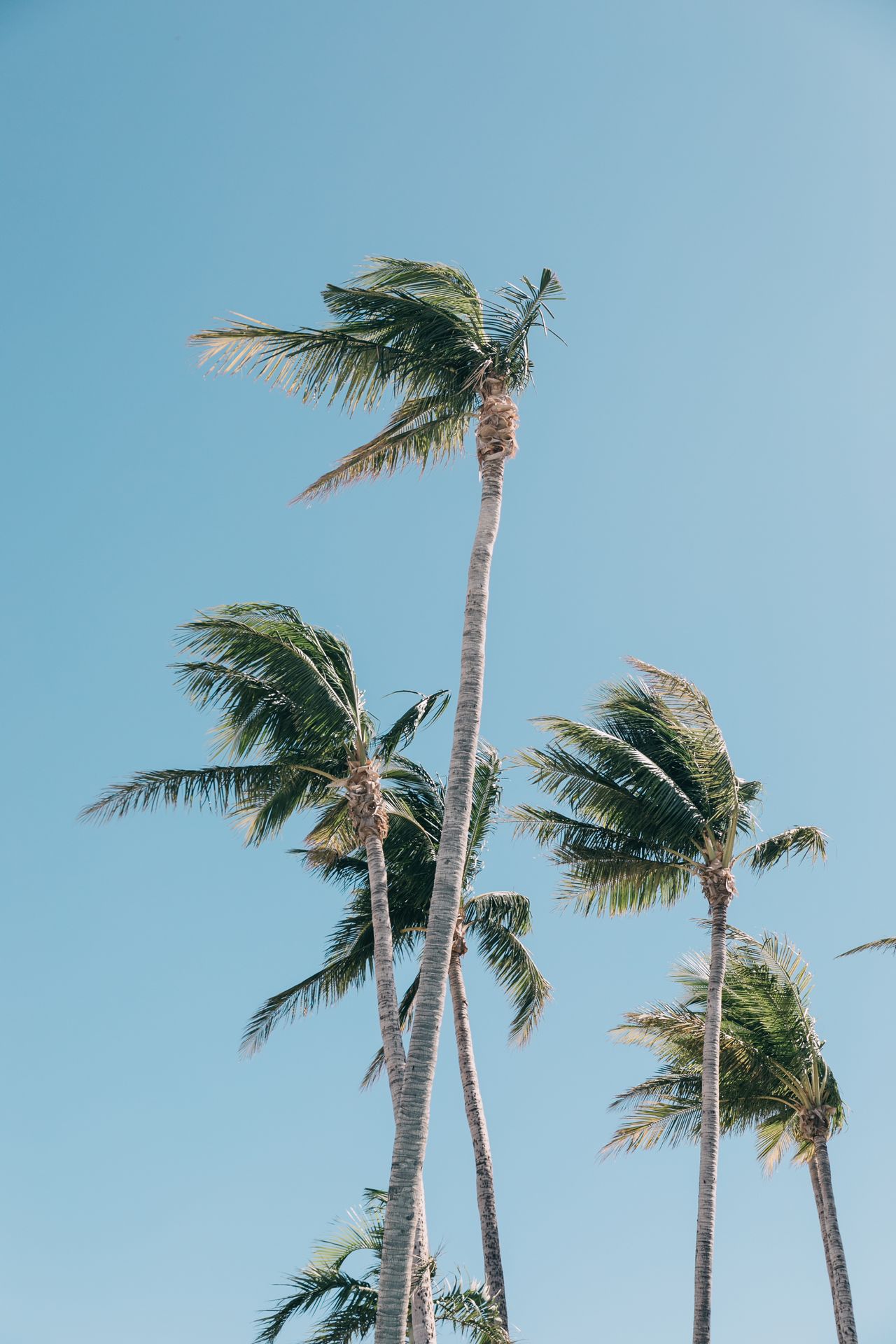 Tall coconut palms swaying against a clear blue sky