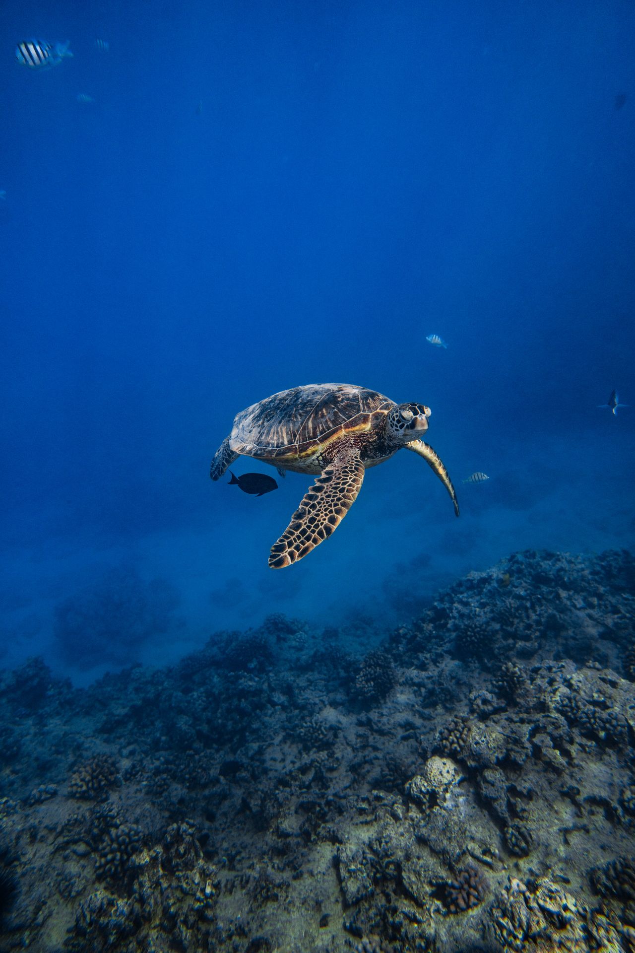 A sea turtle swimming in deep blue water above a coral reef