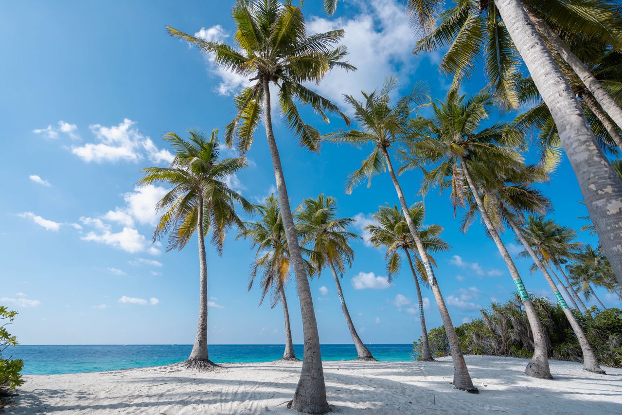 Tall coconut palms leaning over a white sand beach under a blue sky